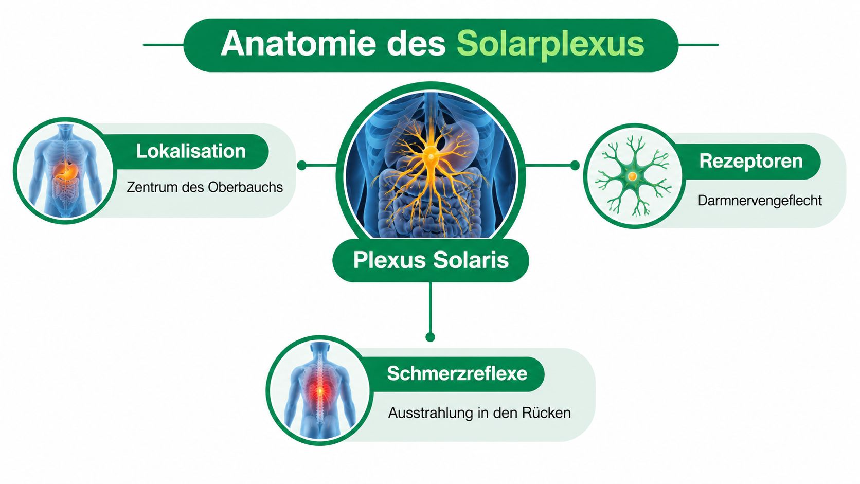 Eine Infografik zur Anatomie des Solarplexus mit Erklärungen zu Lokalisation, Rezeptoren und Schmerzreflexen im menschlichen Körper.